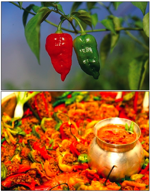 World's Hottest Curry