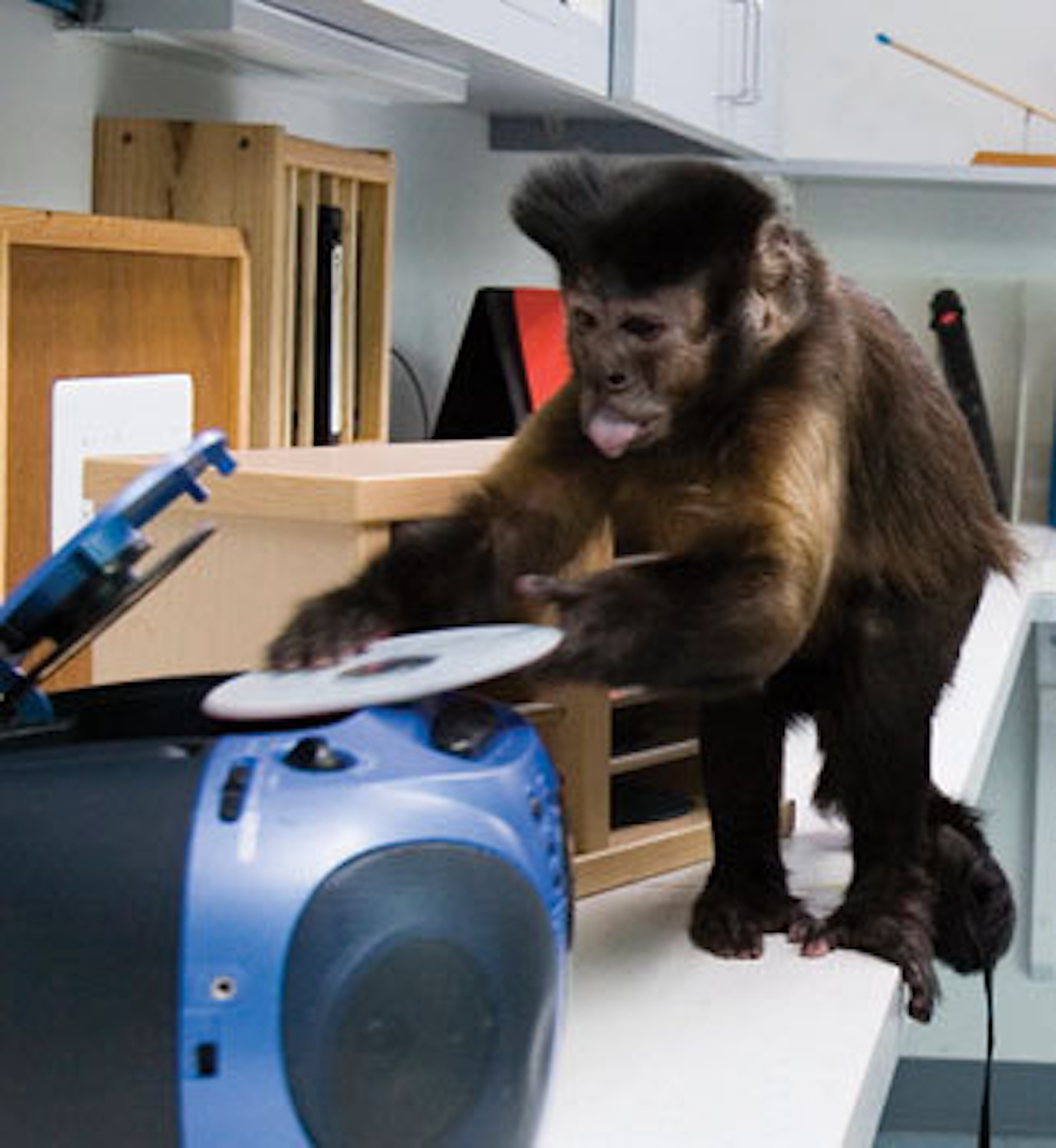 Monkey changing a cd