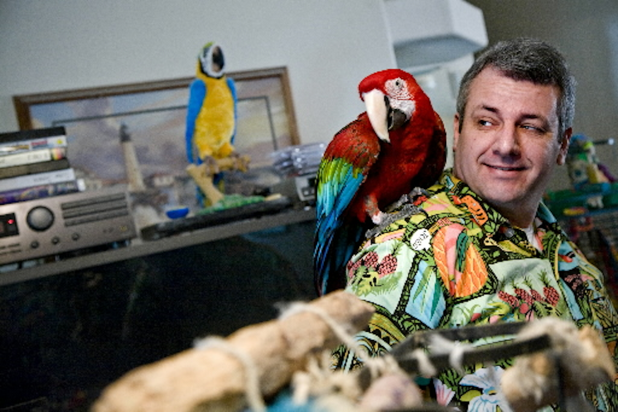 Parrots